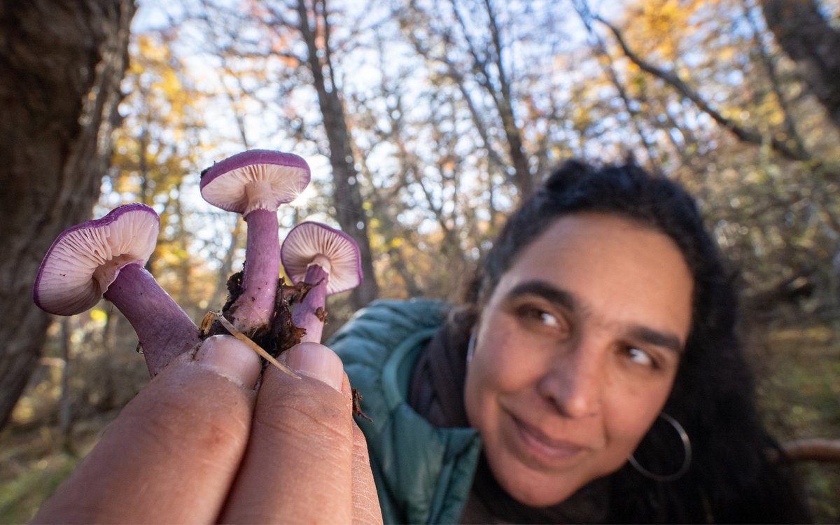 Tuesday, March 26, 7pm: Join us for Films About Fungi! This double feature includes the World Premiere of @NatGeo's FLORA, FAUNA, FUNGA + a conversation with @MerlinSheldrake, @KiersToby, & @Giulifungi! Tickets here: tinyurl.com/FungiDCEFF