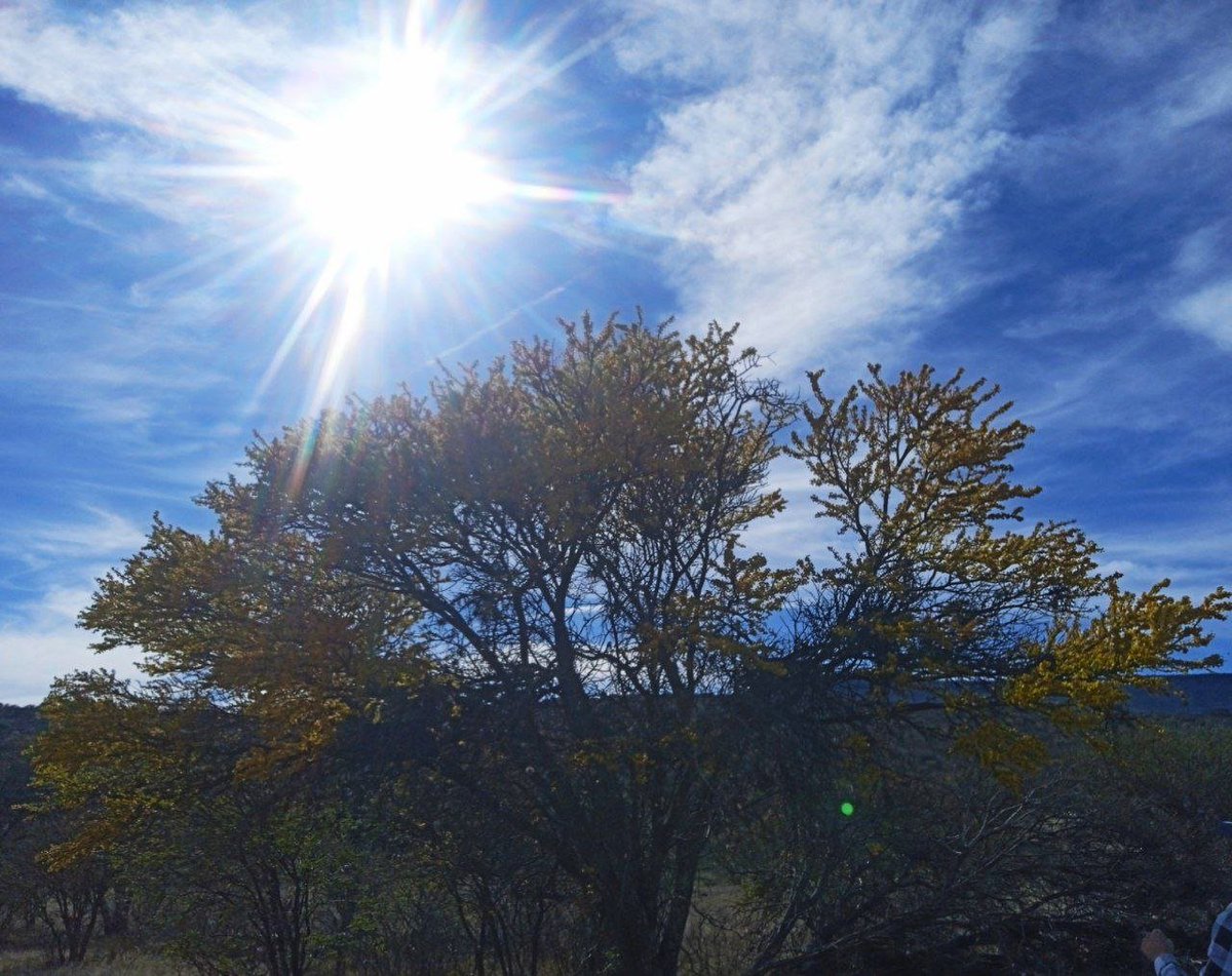 También los huizaches son hermosos 😃#naturaleza #Zacatecas