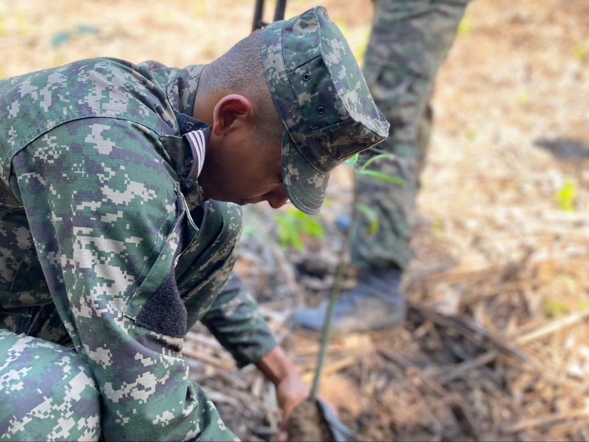 FFAAHN's tweet photo. #RestauraciónEcológica
Para conservar el recurso marino costero y su ecosistema, la Cubierta de Cadetes de la Academia Naval de Honduras con el apoyo del Primer Batallón de Infantería de Marina, #FUCSA y #SERNA sembraron 2000 plantas de Mangle Rojo, Sangre Blanco y Zapotón. https://t.co/x0Owr6sgNs