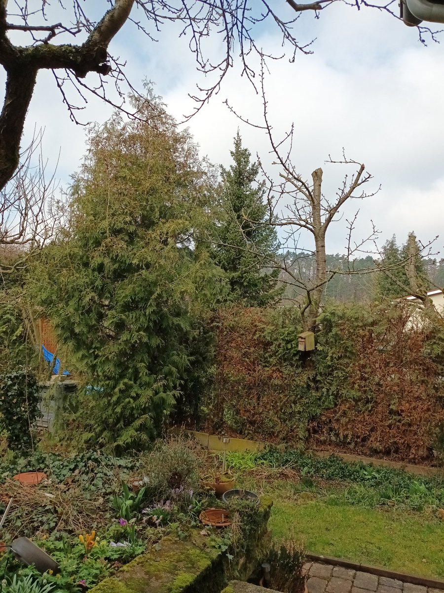 kristallnaach's tweet photo. Der "#Friseur" war da..aufräumen
🌲 #Baumschnitt #Gärtchen24 🌳 https://t.co/BkNlADbQJx