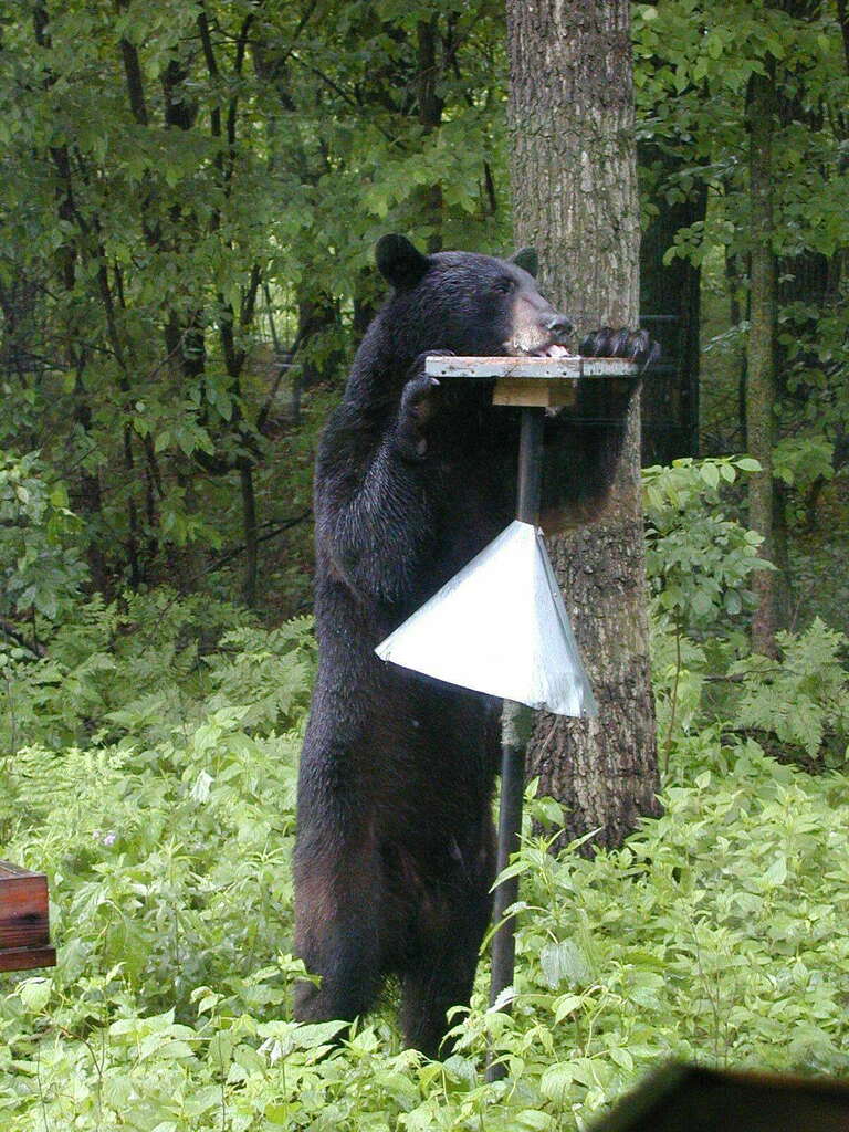 mndnr's tweet photo. Hey bird watchers! Believe it or not, it's time to remove your birdfeeders🐦This mild winter has some bears emerging early from their dens to find a quick snack. Use this helpful checklist to #BeBearWise this spring: https://t.co/7OgJx4cqnq
📷 Dave Crawford, iNaturalist https://t.co/K4LFESnjKI