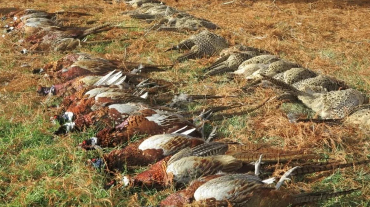 Mental. New FOIs reveal 131 shoots and game farms are responsible for rearing and releasing a staggering 6.2 million pheasants in England. RT if you're against the bird shooting industry and want to see it shut down for good!