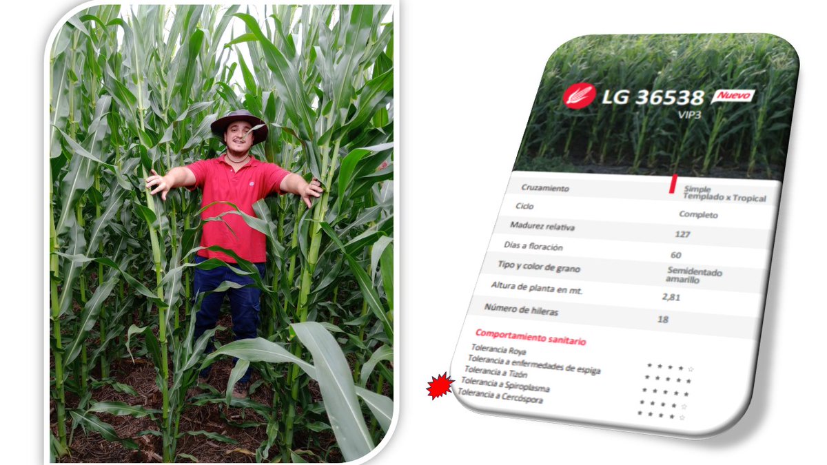 👏 Nico García!! Desarrollo <a href="/lgsemillas/">LG SEMILLAS 🌽🌻🌾🌱</a> 
Sin perder pisada en sitios del Norte al🌽 #LG36538VIP3 
🚩Isca Yacu, Stgo del Estero, FS 12/01, 63 mil Pls/ha
Plena Floración
👍Tizón y Cercospora
👍Caña e Inserción de espiga
👍Spiroplasma. No observamos daños
<a href="/cgssarria/">Cristian Sarria</a> <a href="/ElPioneroAgro/">El Pionero</a>