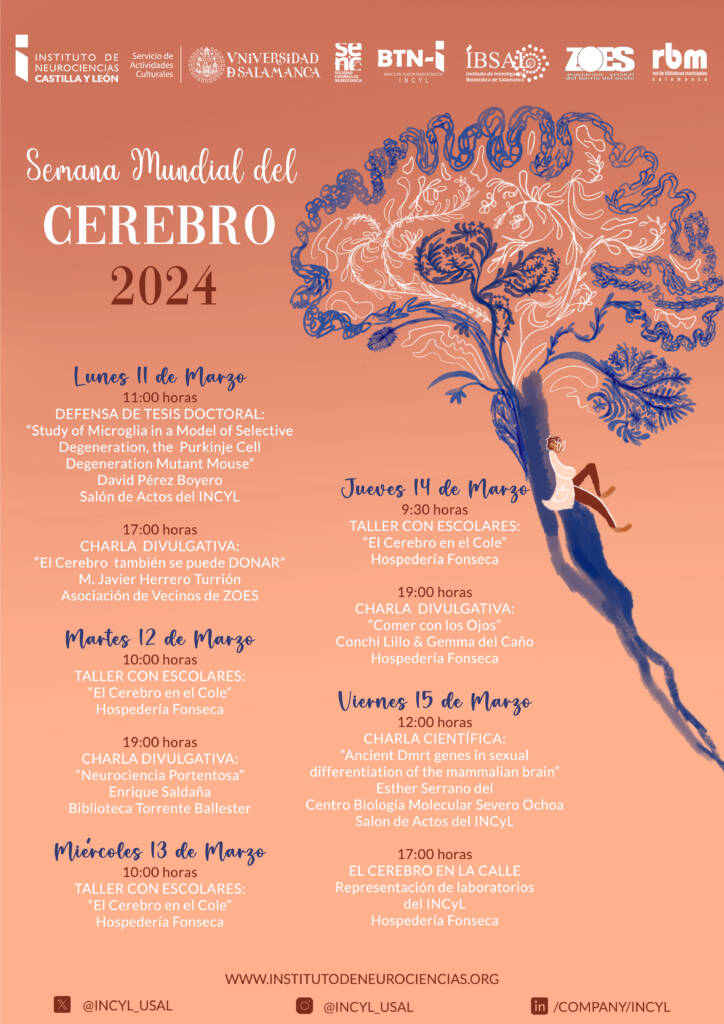 Ya está todo preparado para la #SemanaDelCerebro en el @Incyl_Usal y te animo a que te acerques a las actividades. Hay talleres, charlas y el 'Cerebro en la Calle'. Pásate x la Hospedería Fonseca el jueves 14 pq @farmagemma y yo hablaremos de 👀🧠 y 🍔🥦 en 'Comer con los ojos'