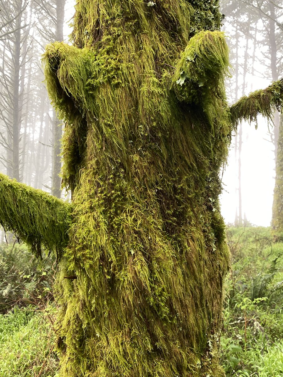 We interrupt all this terrible news for the moss and lichen report.