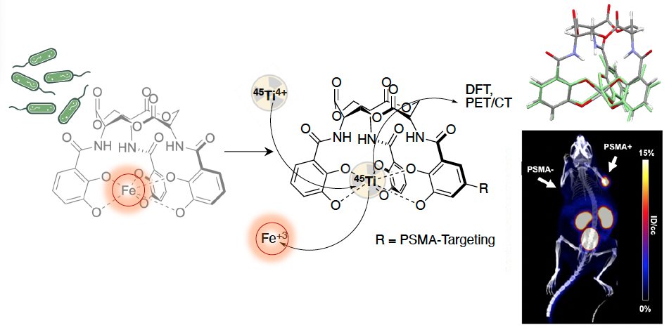 Eszter Boros (@e_boros) on Twitter photo Out now in <a href="/angew_chem/">Angewandte Chemie</a> (just accepted): Ti-45 targeted PET imaging with bifunctional enterobactin, a new/old chelator kid on the block! More about this highly collaborative story soon, but for now, enjoy the link and the TOC with crisp tumor pic.
onlinelibrary.wiley.com/doi/epdf/10.10… Out now in <a href="/angew_chem/">Angewandte Chemie</a> (just accepted): Ti-45 targeted PET imaging with bifunctional enterobactin, a new/old chelator kid on the block! More about this highly collaborative story soon, but for now, enjoy the link and the TOC with crisp tumor pic.
onlinelibrary.wiley.com/doi/epdf/10.10…