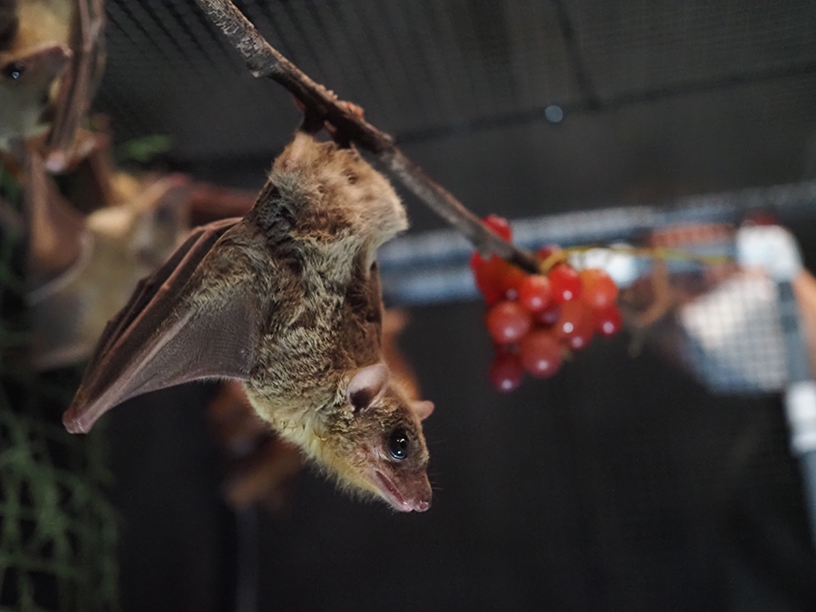 Vocalizations of humans, bats, whales, seals and songbirds are vastly different. However, CMU and @UCBerkeley researchers shared findings in @ScienceMagazine about parts of a genome that evolved and are associated with vocal learning across mammals. ➡️ cmu.is/vocal-learning…