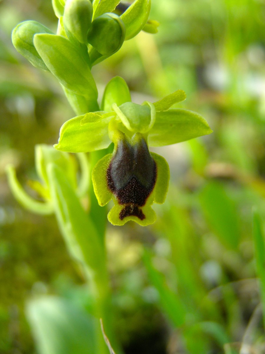 Ophrys scolopax cormuta | Ophrys iricolor | Ophrys lutea #orchids #orchid #orchidee #plants #ophrys #wildlifephotography #nature #olivegroves #spring #hiking #hikingadventures #wildflowers #Lesbos #Lesvos #Greece