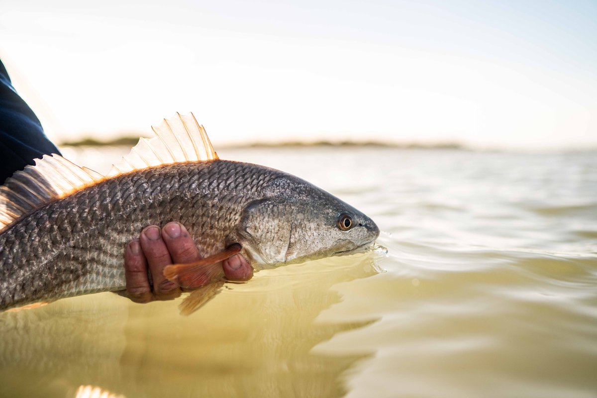 SeaRunCases's tweet photo. Until next time... 

#SeaRunCases #SeaRunFlyFishing #CraftedForAdventure https://t.co/S42QW0kirh