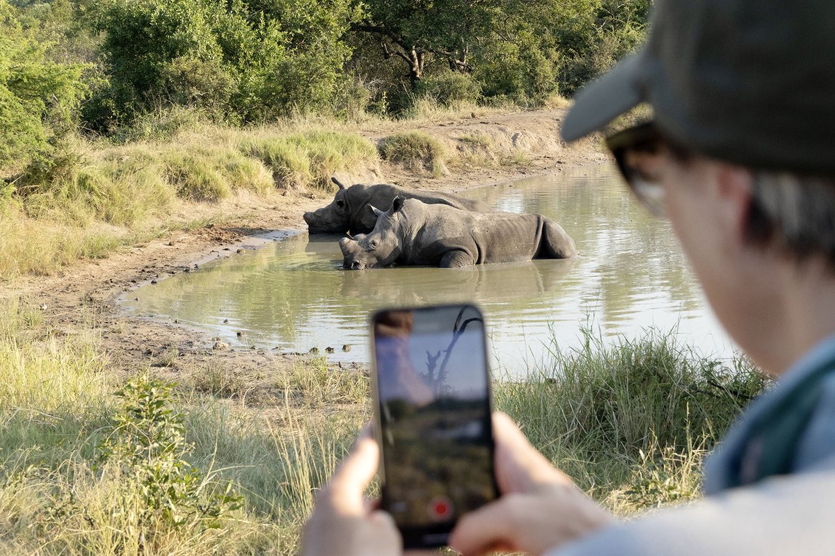 Ubuntu Traveler, Christina, capturing an instagram video of two white rhino wallowing in a shallow waterhole near Royal Malewane Lodge, Greater Kruger, South Africa. #authenticexperiences
#UbuntuTravel #BigFive #LuxuryTravel #LuxurySafari