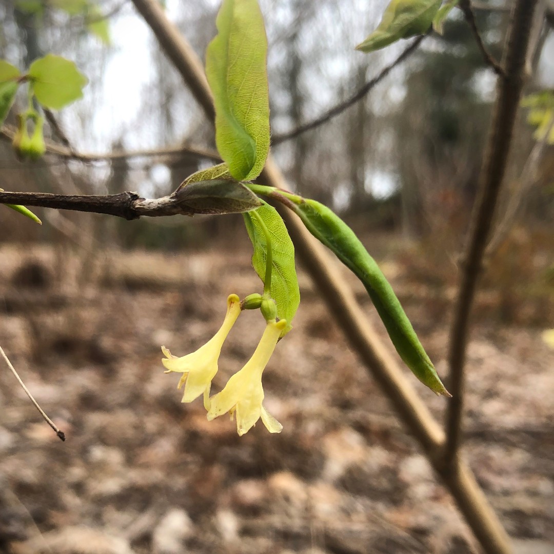 The Canadian fly honeysuckle (Lonicera canadensis), is among the first shrubs to bloom in our Carolinian Forest Garden. This species forms a modest sized shrub usually growing in the understory of deciduous or open mixed forest throughout much of eastern North America.
