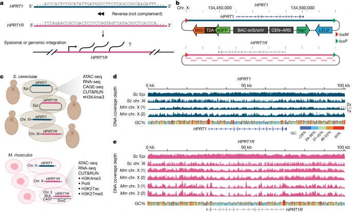 @Nature alert! Our recent paper on the 'default states' of the yeast and mouse genomes. Kudos @BCamellato @BroshRan @JefBoeke and the entire Dark Matter Project team! nature.com/articles/s4158…