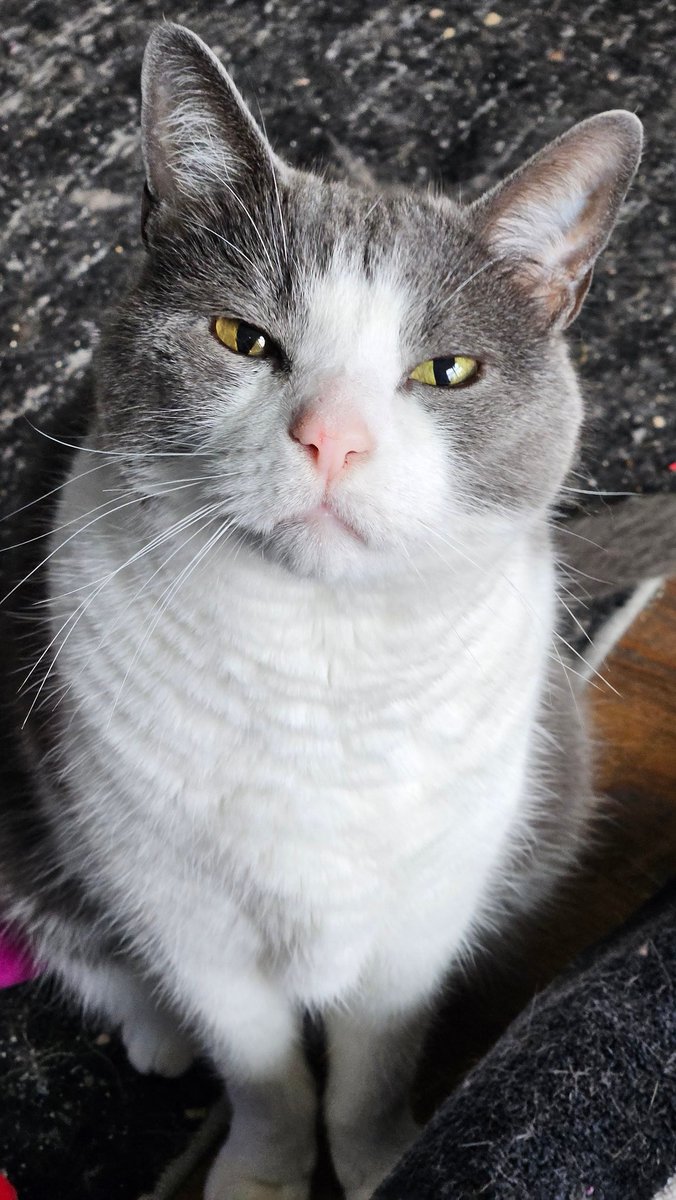 Khajiit Supports Palestinian Liberation tweet media