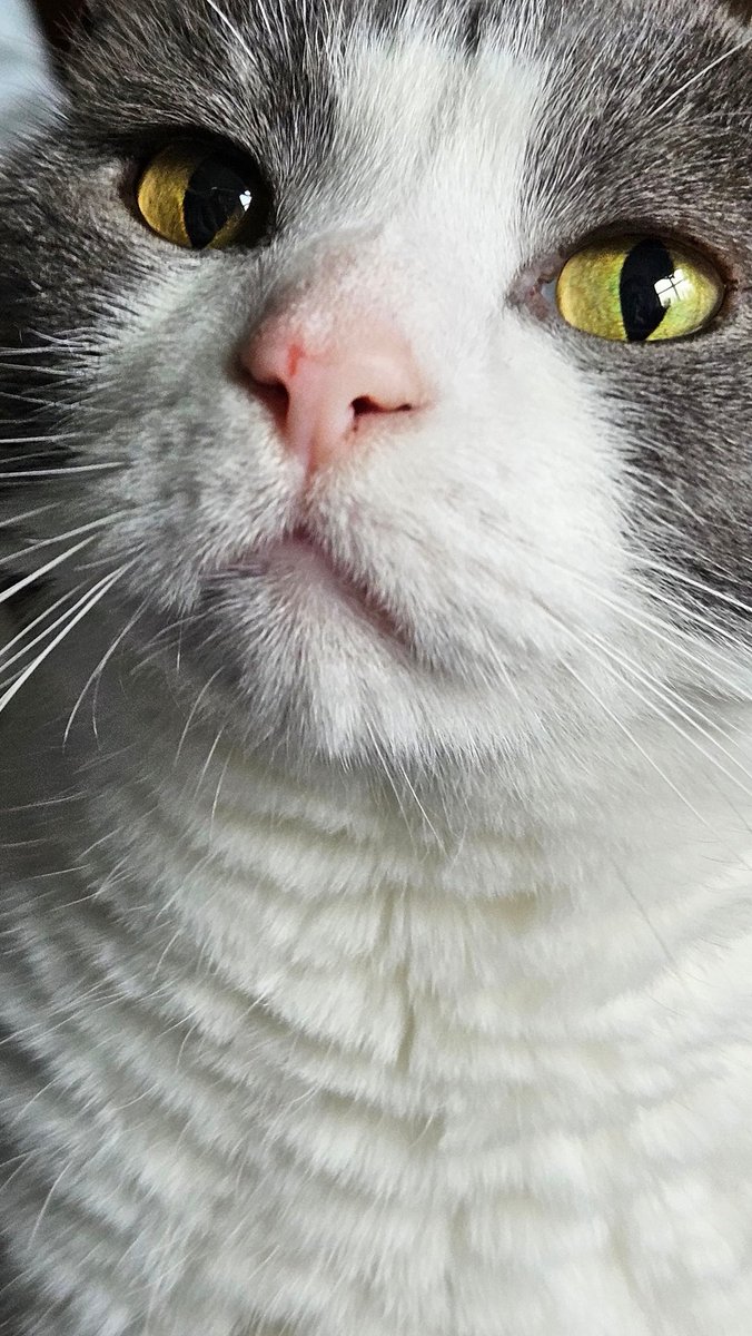 Khajiit Supports Palestinian Liberation tweet media