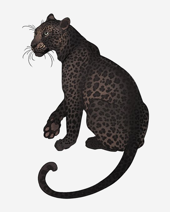 And the last #febroary with #black #leopard 