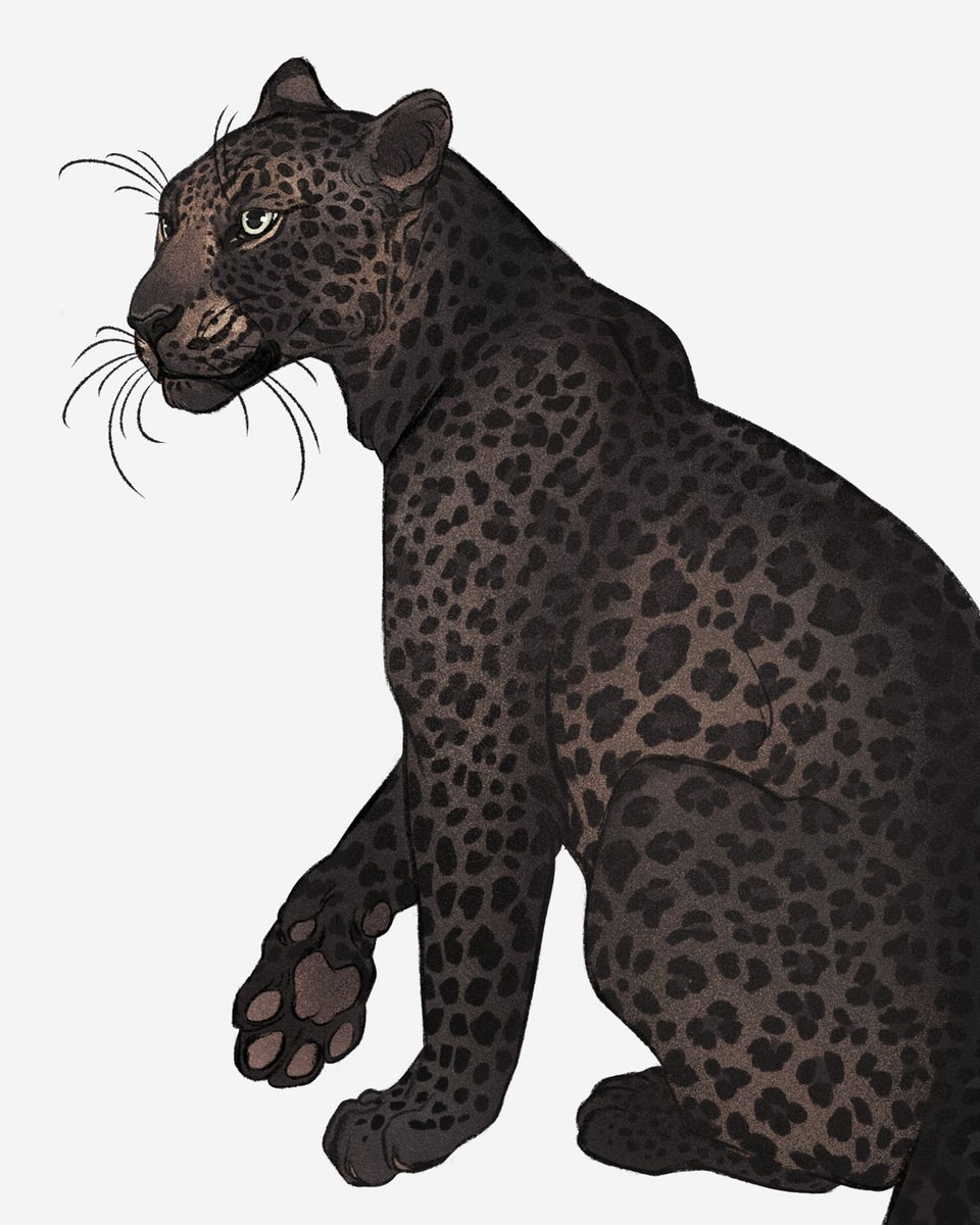 NoraPotwora's tweet photo. And the last #febroary with #black #leopard https://t.co/8ybsF6hwCr
