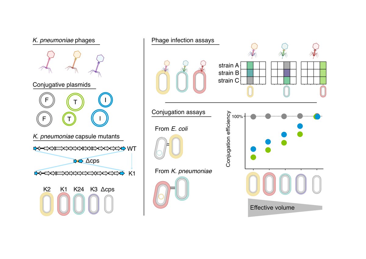 Thrilled to share that our latest study has been published today! We take a look at how the capsule serotypes of Klebsiella pneumoniae influences phage adsorption and infection, and plasmid conjugation efficiency. Thread👇 #Capsule #Klebsiella #Phage #Plasmid #Conjugation