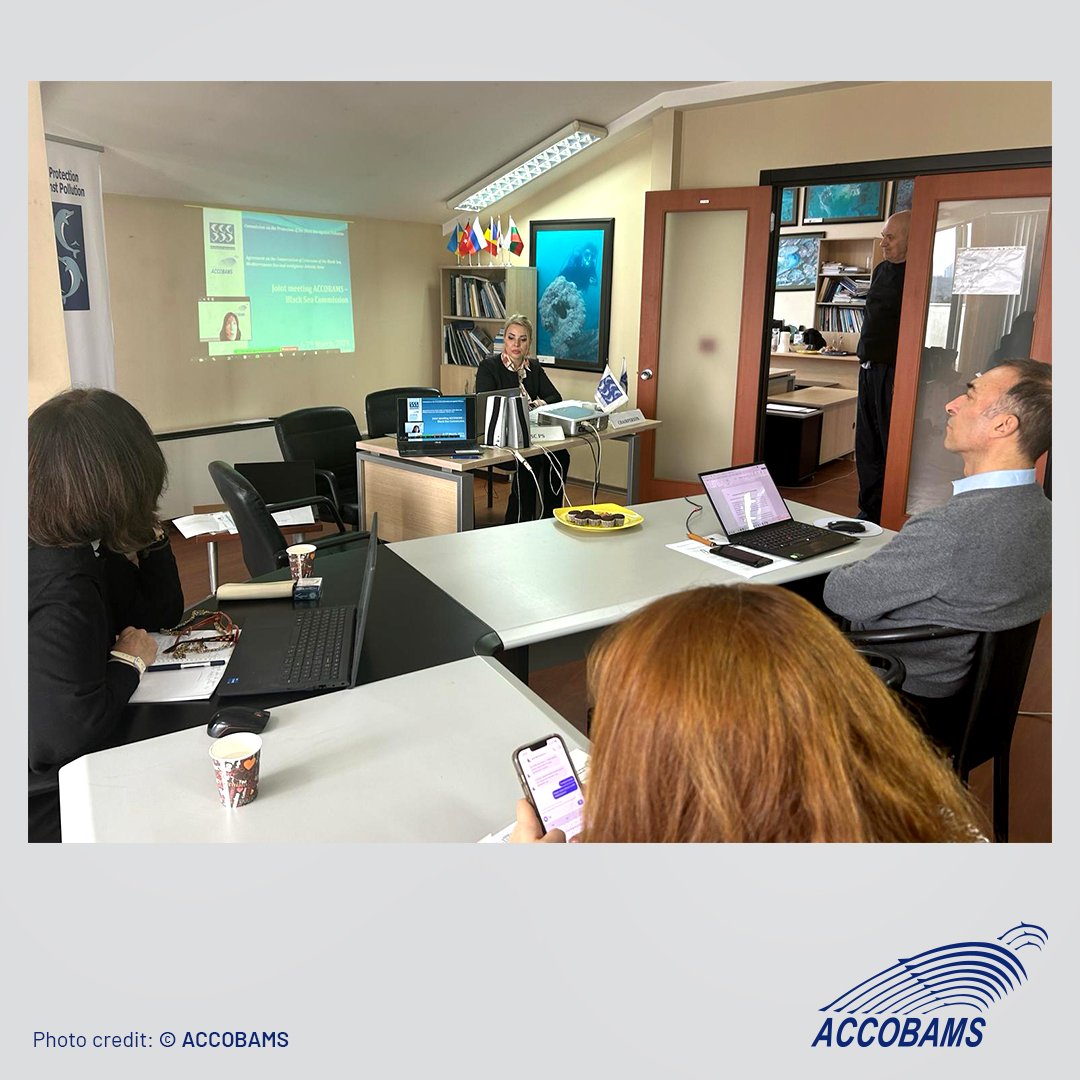 ACCOBAMS's tweet photo. #ACCOBAMS &amp; @blackseacommiss meet in Istanbul to address critical threats facing #dolphins &amp; #whales: habitat loss, #pollution, &amp; #entanglement.Joint efforts prioritize conservation, fisheries management, and comprehensive population monitoring across #Mediterranean &amp; BlackSeas. https://t.co/a57kT8yoCC