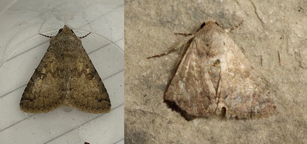 This Robust Tabby (Pandesma robusta) trapped today at Jew’s Gate, #Gibraltar is slighty fresher than @PortlandBirdObs from October 22 @gonhsgib