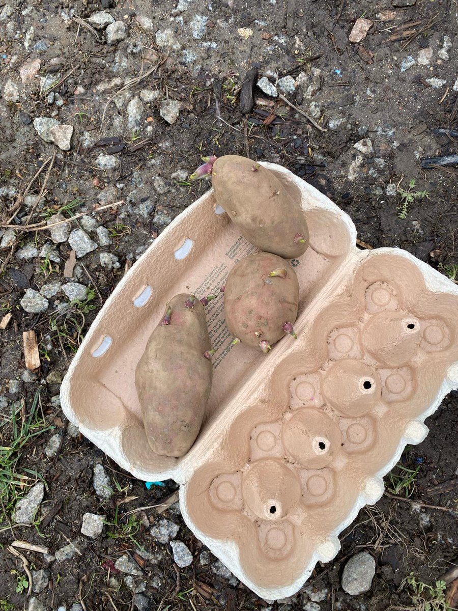 Today P6A were planting potatoes with the help of <a href="/kairen_sangster/">Kairen Sangster</a>! We are looking forward to seeing what we can make with our crop 🥔 🍲 @DycePrimary