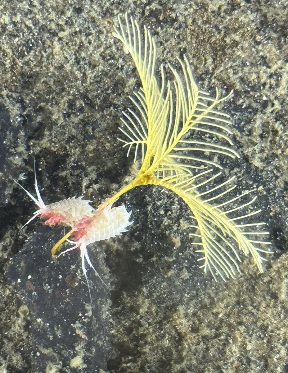 2 amphipods hanging on to a crinoid at 6225m, Central Pacific. #inkfishexplore @deepseauwa