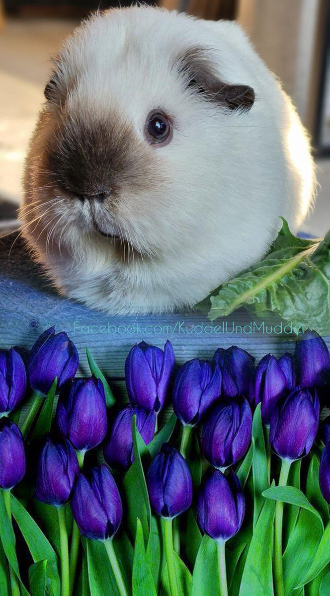 I love spring flowers ⚘️
and
I love my guinea pigs 🥰
#spring #SpringBreak #darkart #DarkSilence #bizarreedits #sweetdarkness #darkgothic #depressionhelp #seclusion #forlorness #horrorart #creaturesofthedark #creepy #weird #undead #lostsoul #darksoul