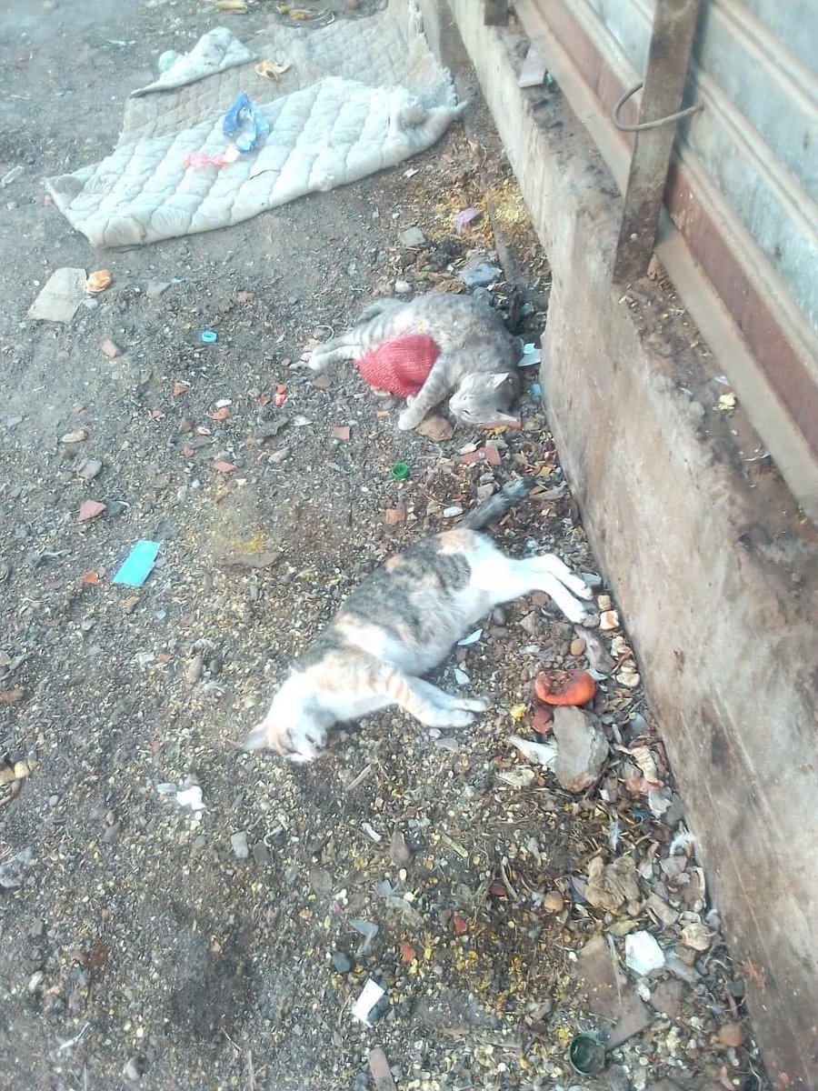 PETA_France's tweet image. Au Maroc, des chiens et des chats sont brûlés, fusillés ou empoisonnés. 😡

Agissez avec nous pour que les autorités marocaines adoptent enfin des méthodes humaines de contrôle des populations animales et pour mettre fin à cette violence inutile : petafr.vg/2ah