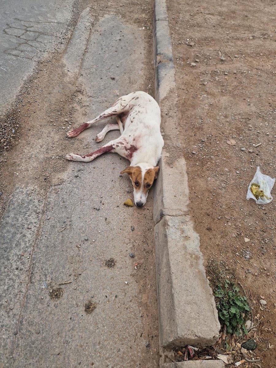 PETA_France's tweet image. Au Maroc, des chiens et des chats sont brûlés, fusillés ou empoisonnés. 😡

Agissez avec nous pour que les autorités marocaines adoptent enfin des méthodes humaines de contrôle des populations animales et pour mettre fin à cette violence inutile : petafr.vg/2ah