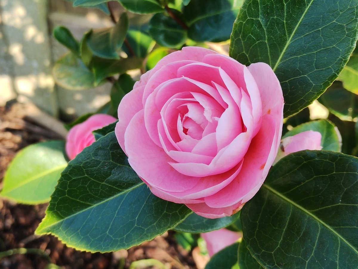 E G Waterhouse #Camellia in #mylittlegarden