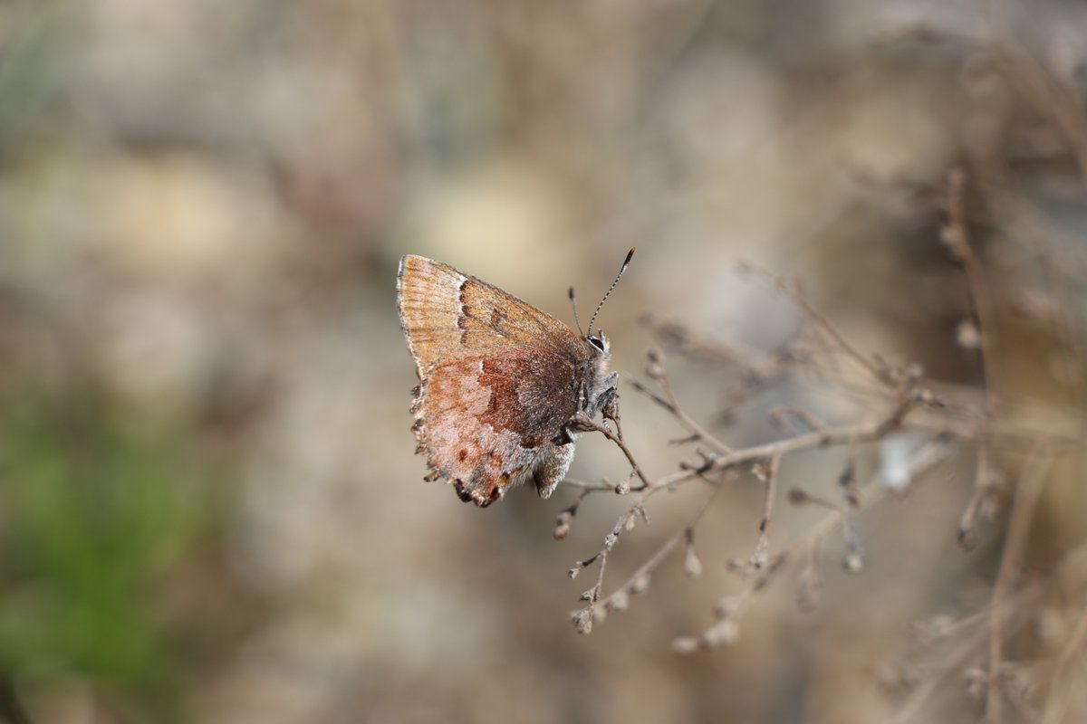 From the delicate frosted elfin moth to the iconic eastern whip-poor-will, and the imperiled New England cottontail, all sorts of species have benefited from the efforts of Camp Edwards' Natural Resources staff. Frosted elfin photo - Massachusetts Army National Guard