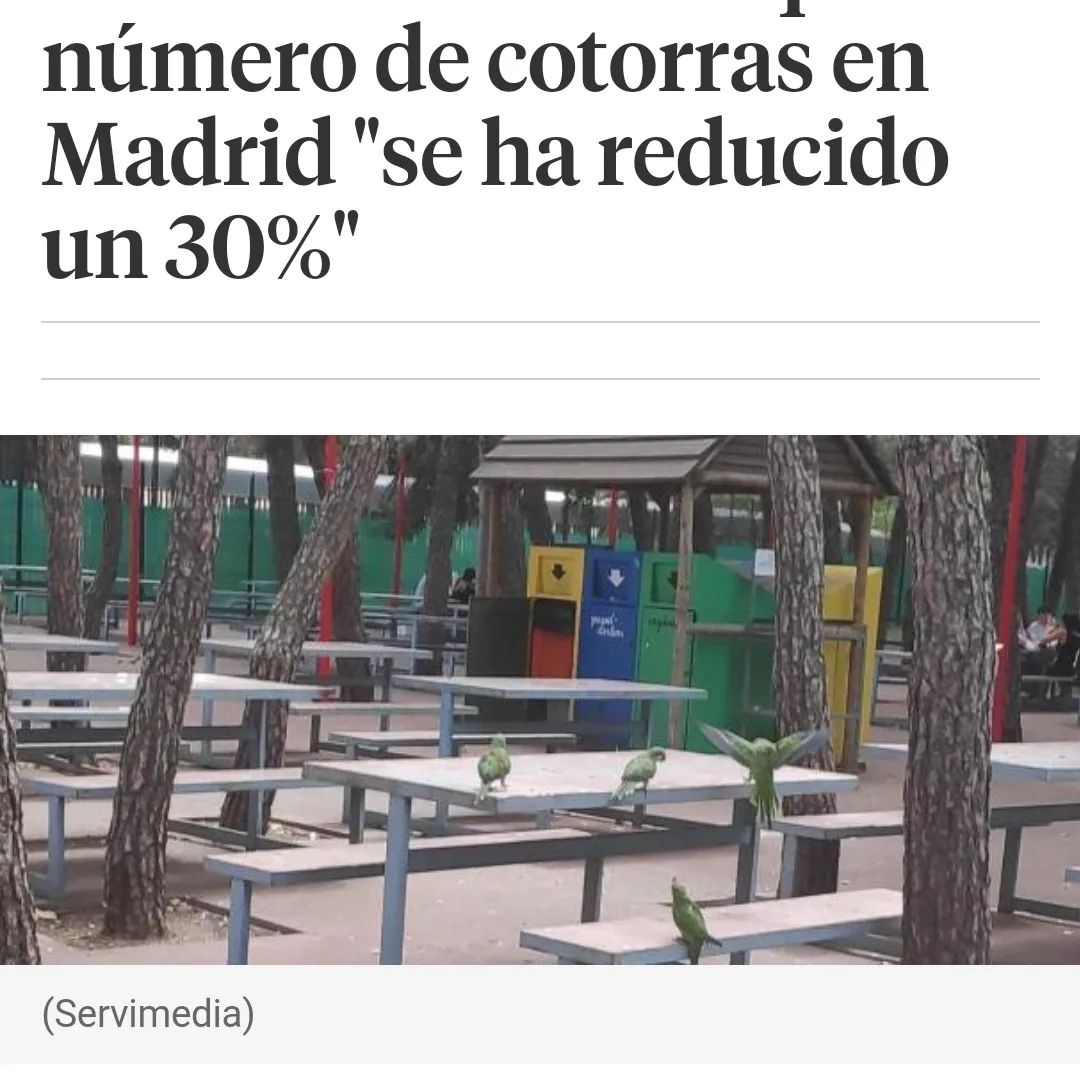 SOScotorras's tweet photo. "Ya tenemos las cifras de lo q ha supuesto la matanza de cotorras de Madrid. Matar a una cotorra o desplazarla a otro municipio colindante, ha costado 1.000€ del erario público. Esto quiere decir q ha sido un fracaso económico". #MadridMataCotorras #TratoÉticoYA ✍️@apaecatalunya https://t.co/2K9P87P8WP