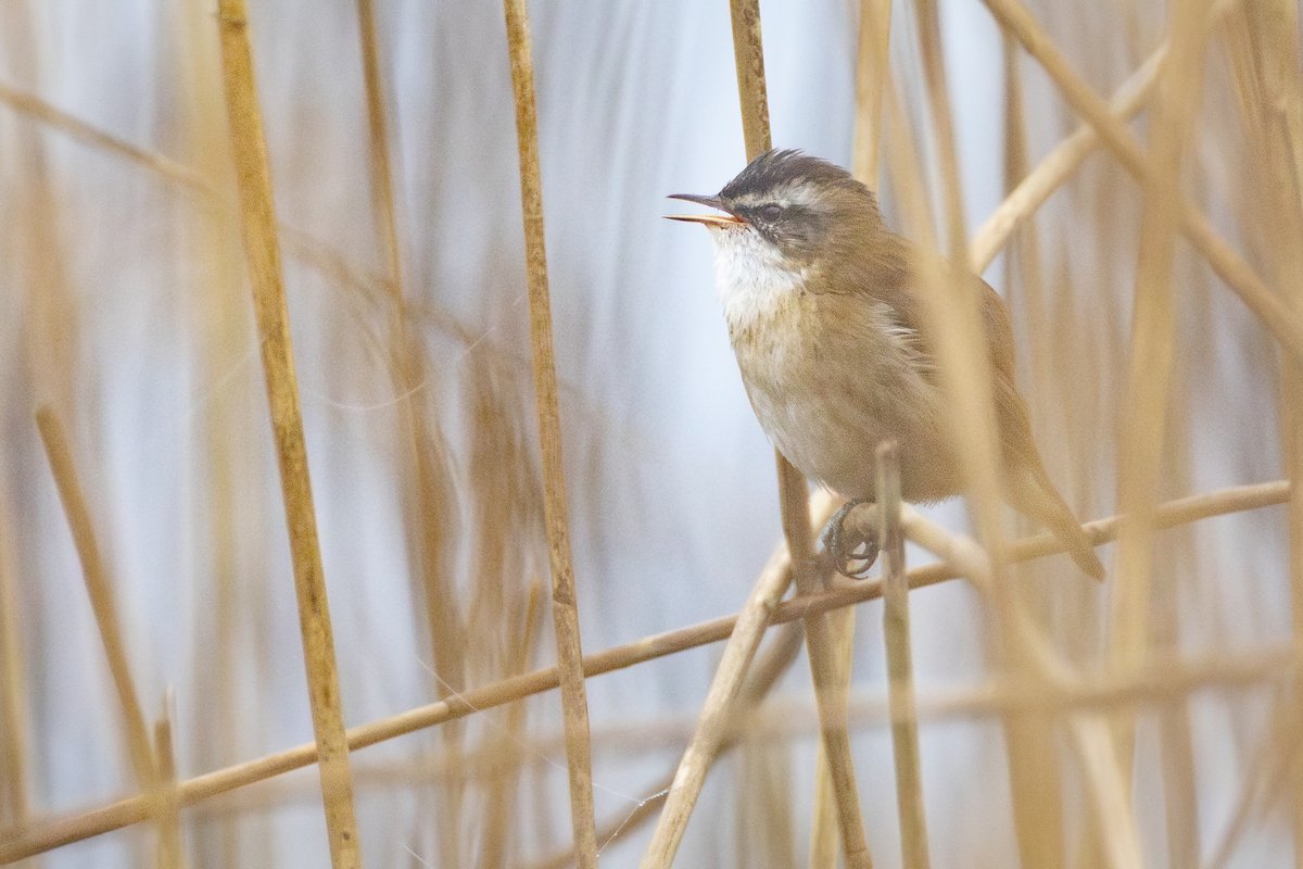 MOUSTACHED WARBLER / ZWARTKOPRIETZANGER, Rhenen, March 6th 2024 by Jaap Denee. 3rd Dutch record.
More at dutchbirding.nl/gallery
