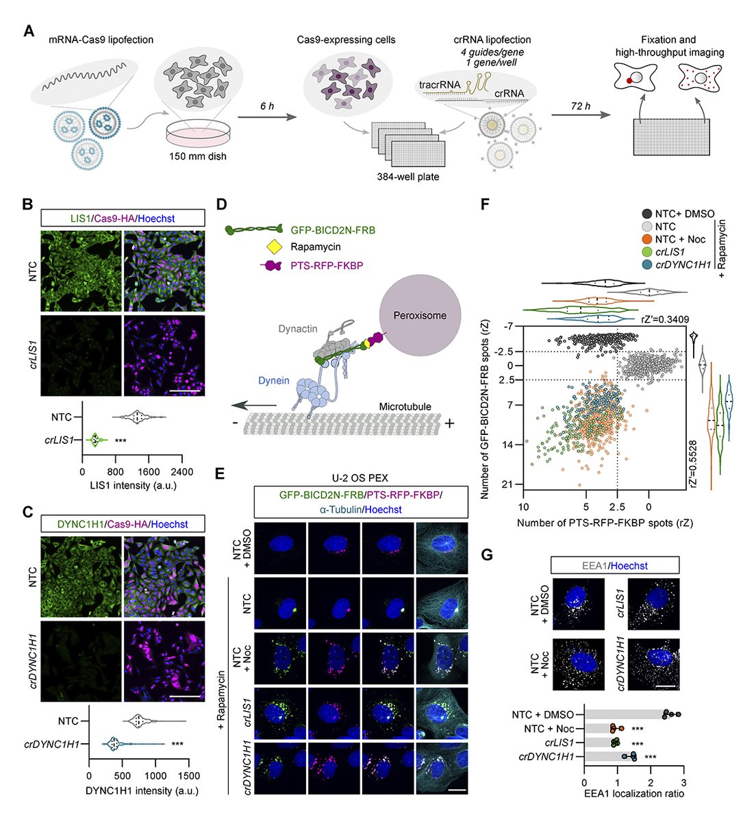 How the #dynein motor orchestrates cargo transport in cells is unclear. Wong et al @CellBiol_MRCLMB @AstraZeneca present an arrayed genome-wide #CRISPR screen that identifies many novel players in dynein biology, as well as several other cellular processes hubs.la/Q02nnvp-0