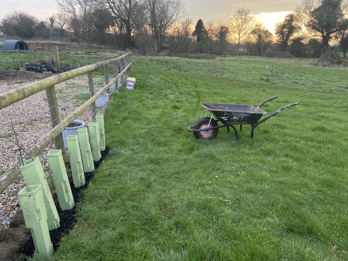 Sampadoodle's tweet image. Planting #raspberrycanes (Rubus idaeus ‘Malling Promise’, for summer fruit), #loganberries and #jostaberries we battle rabbits for our food here. So hoping the tree guards give them a fighting start. The birds #duskchorus was beautiful, often underrated, but my favourite time.