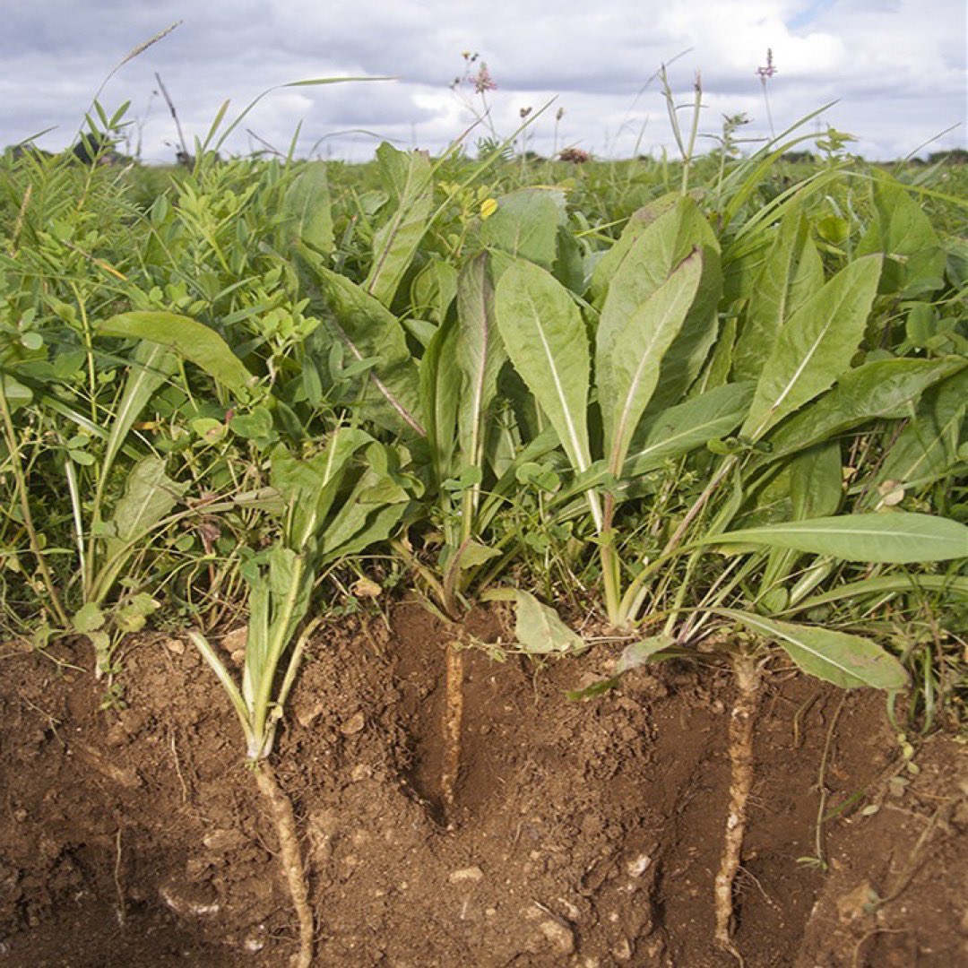 CotswoldSeeds's tweet photo. “The single most important factor in achieving sustainable farming practices whilst maintaining profitability is improving and maintaining soil quality.” - @RealFarmED, but we couldn’t agree more🤩!
Here’s what they’re doing:
1/3
#soilmanagement #soildevelopment https://t.co/hsoaVpYoKZ