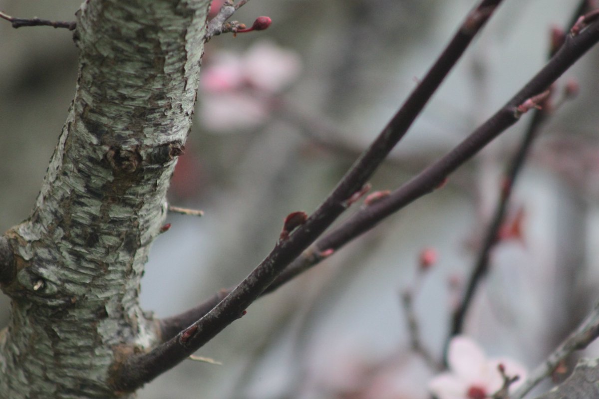 #photography #35mm #nature #trees #plumbblossom #blossoms #walking #unitedkingdom