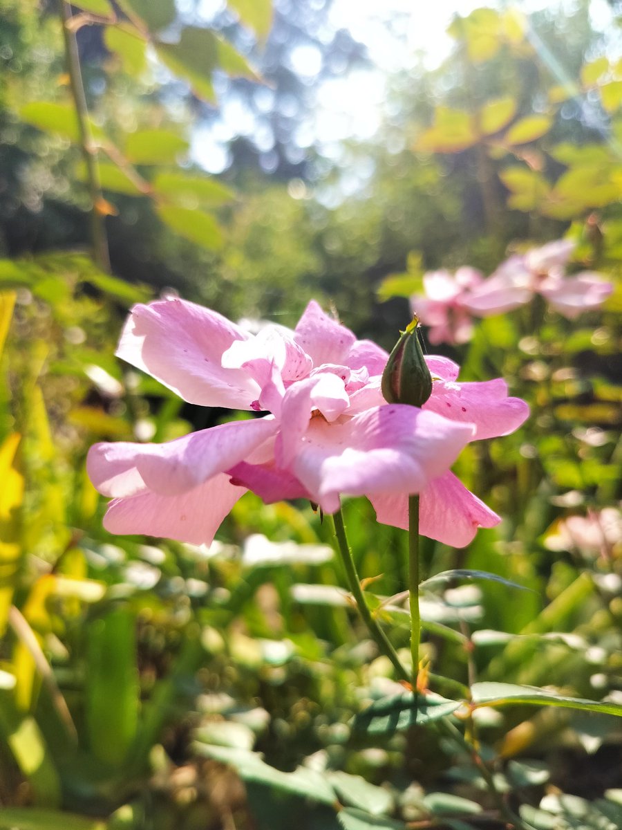 yashashwi259's tweet photo. 🌷
.
.
.
.
.
#photo #photooftheday #nature #NaturePhotograhpy #flowerphotography #flower #photograghy #summer #green #FlowersPhoto #FlowersOfTwitter https://t.co/sfI0yxl5MQ