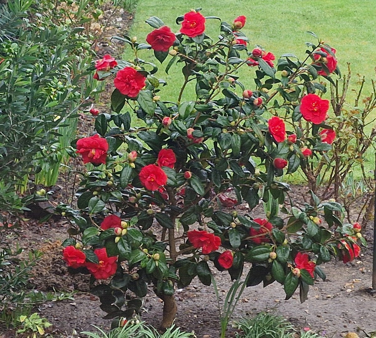 Camelia doing well this year. Plenty of feed and water last summer has helped this develop more flowering buds this time #spring