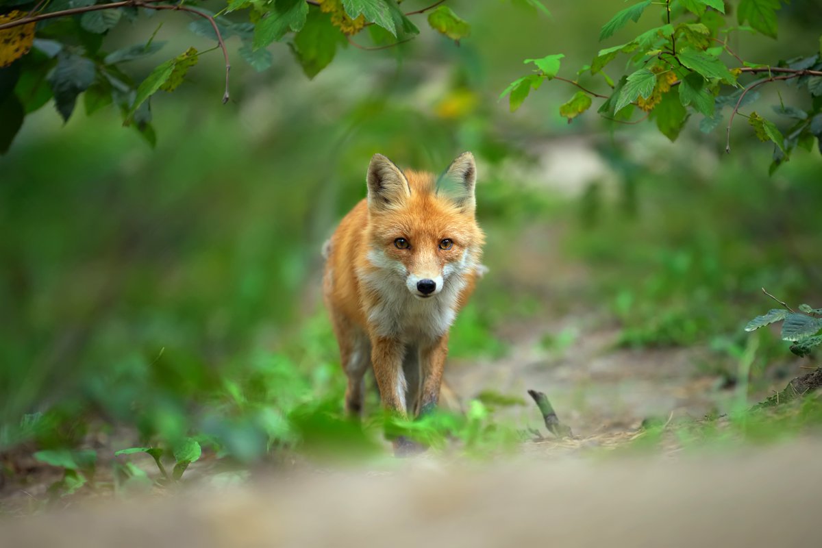 We're sick of hearing the same old CRAP that hunting is somehow part of the 'rural way of life'. If you live in a rural area and you're against fox hunting please RT this and give us a follow. Let's see what rural people really think about hunting.. @ProtectTheWild_