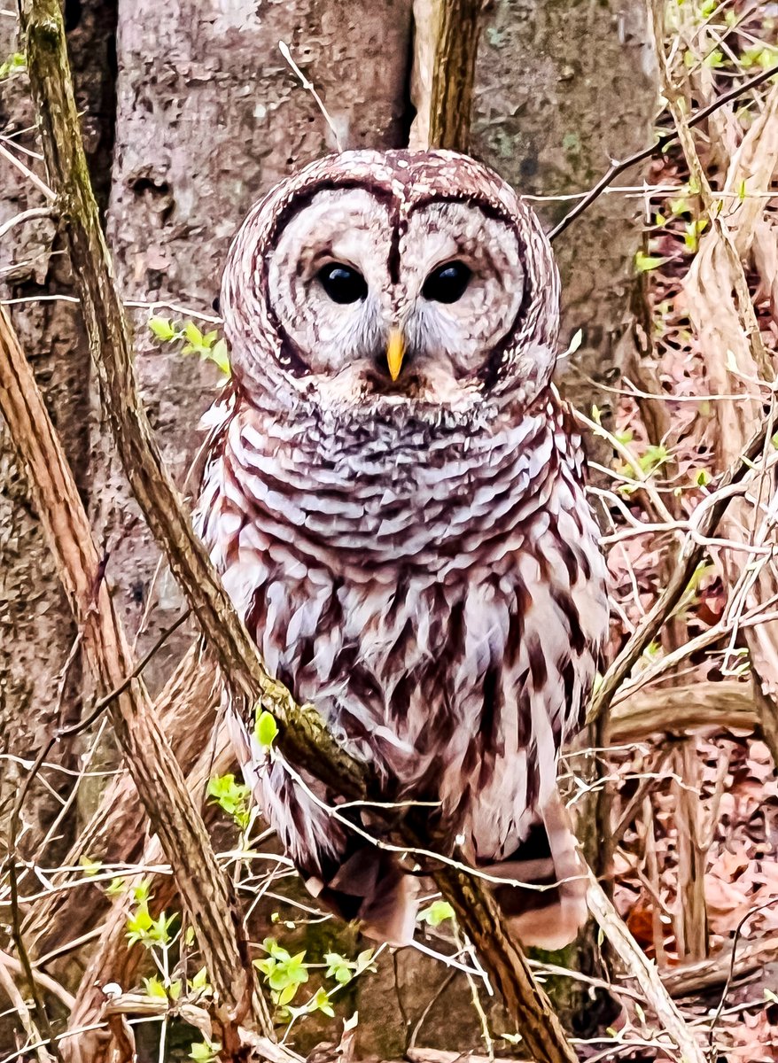 Found him on a hike in #Nashville! #owl #birdphotography #denisewiesephotography