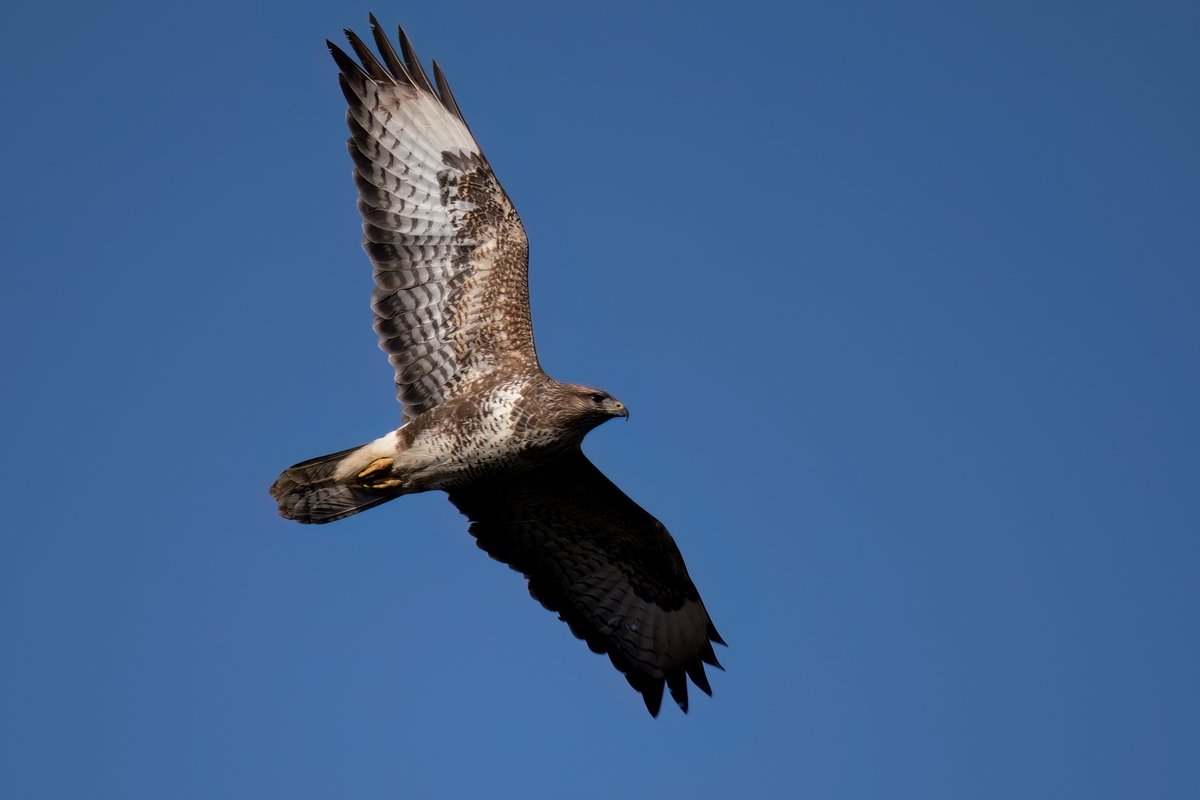 Buzzard flypast over the Taw Valley