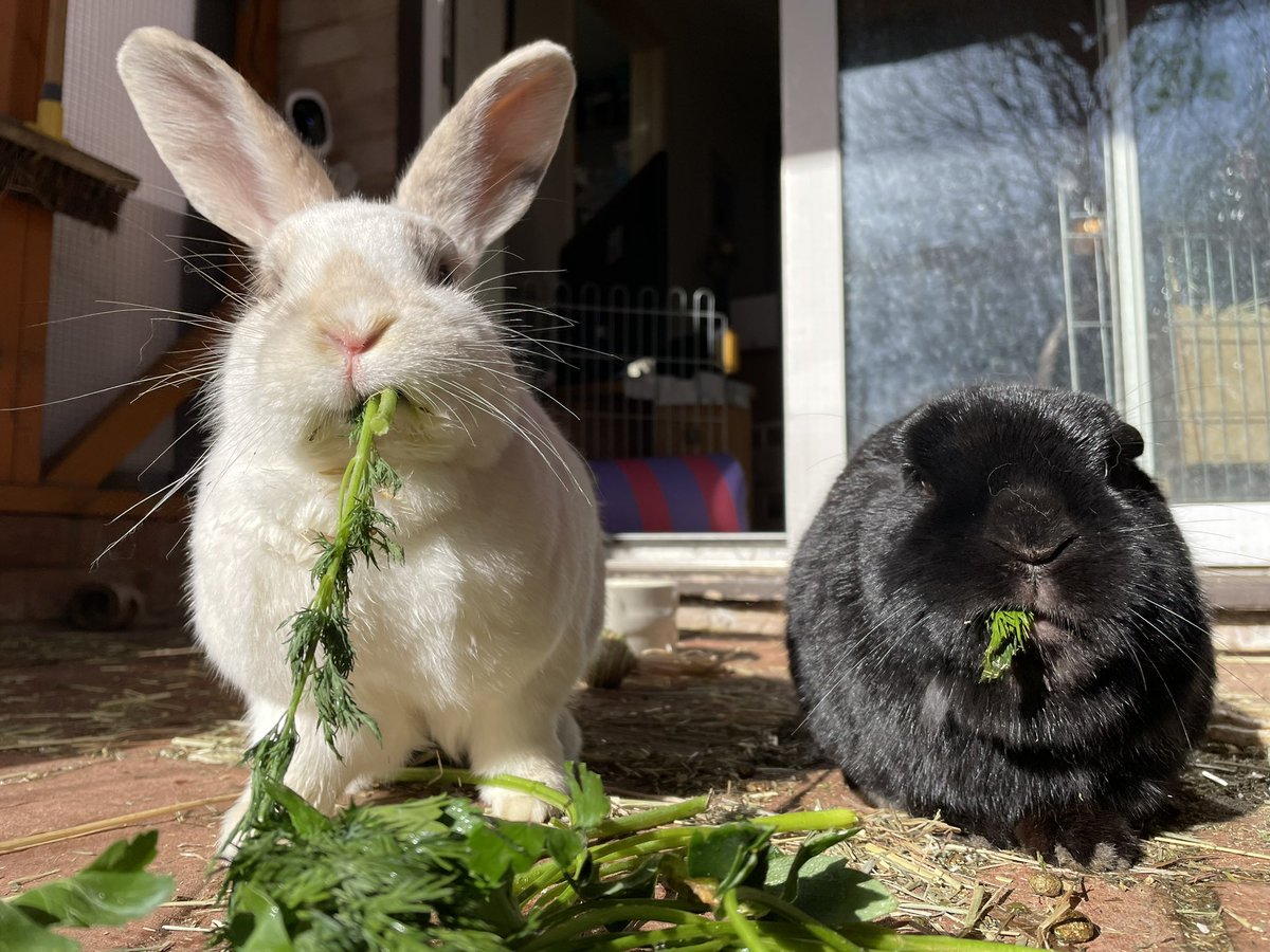 bunarium's tweet photo. May your bunnies be adorable and your snacks be delicious 😇😋

#BunniesOfTwitter #RabbitOfTwitter https://t.co/Pv0NBDwVW5