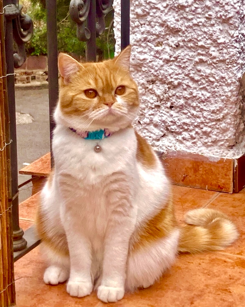 Kittyrama tweet media