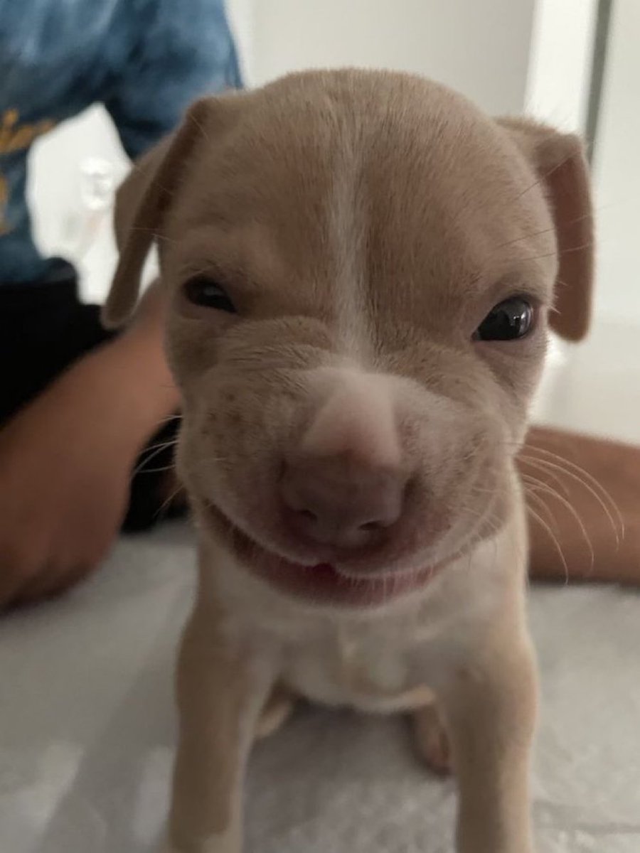 💖 (@twaniimals) on Twitter photo 