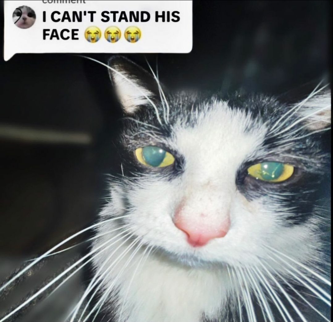 ᅠᅠ𝐓𝐇𝐄 𝐄𝐈𝐆𝐇𝐓 𝑊𝐎𝐍𝐃𝐄𝐑 (@crazedhues) on Twitter photo 