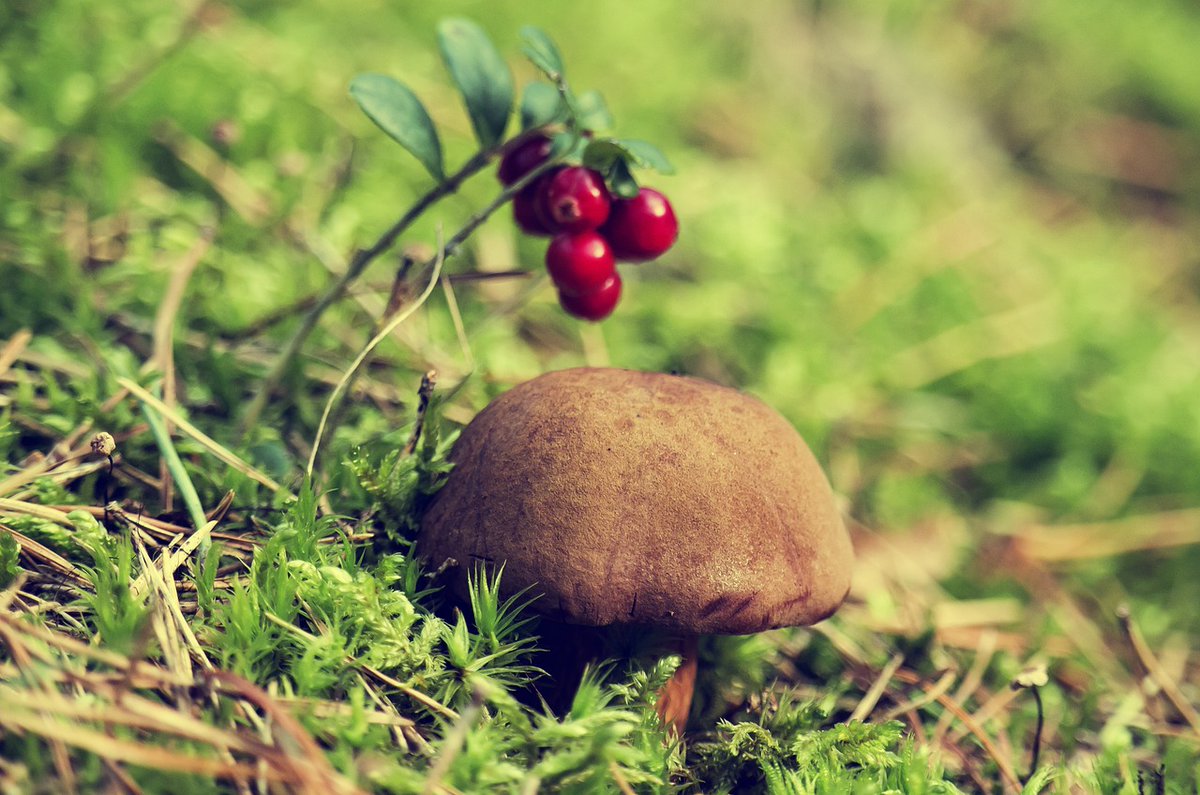 PhD student wanted for investigating fungal ecology in boreal forests! The candidate will investigate the roles of ectomycorrhizal and ericoid mycorrhizal fungal communities for tree seedling performance and soil dynamics. Read more and apply here: slu.se/en/about-slu/w…