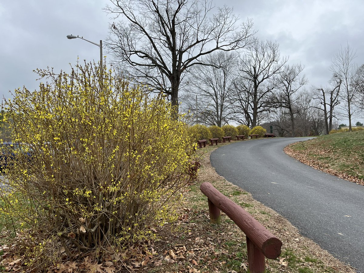 leetrey's tweet photo. Spring is popping at Gypsy hill. https://t.co/6RdDXew6a1