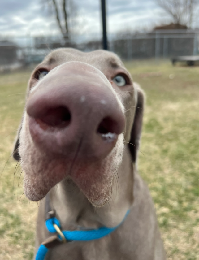 BOOP (Lenny's Version) This handsome Weimaraner brings levity to even the most serious of situations. 😆 His floppy playstyle, goofy personality and penchant for snuggles make him an A+ companion! Stop by our Sam Swope Pet TLC to meet Lenny IRL today 😍