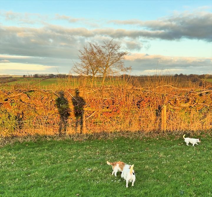 🐾 Walkies at Stockham Farm! This location offers pet friendly accommodation with some spectacular walks! 🏡

Stockham Farm, Dulverton, Somerset, Exmoor 
🐴 Welcomes horses, dogs and small pets 🐾 
weacceptpets.co.uk/Somerset/8198 

<a href="/Stockham_Farm/">Stockham_Farm</a> #Exmoor #Somerset #FamilyFun #Nature