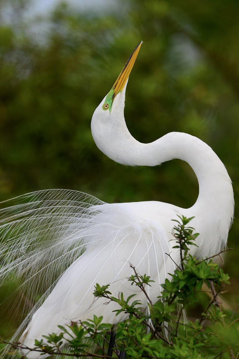 Great Egret courtship rituals are exquisite! Stretching their neck, arching their back, this graceful display is amazing to watch. @NikonUSA Z 9, 600mm f/4 TC lens. #birdphotography #nikonambassador